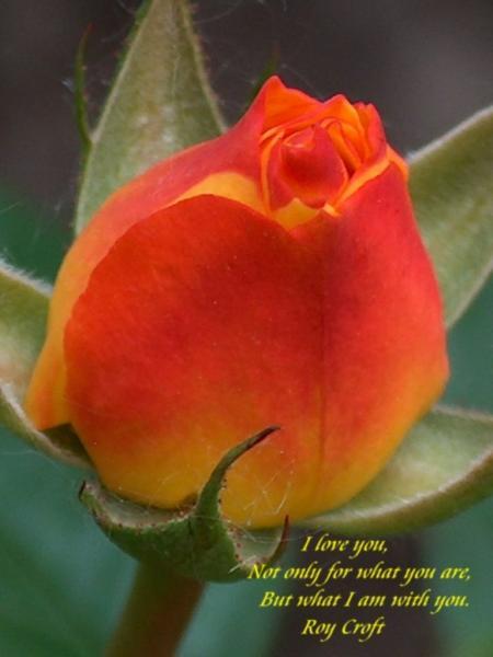belle fleure
